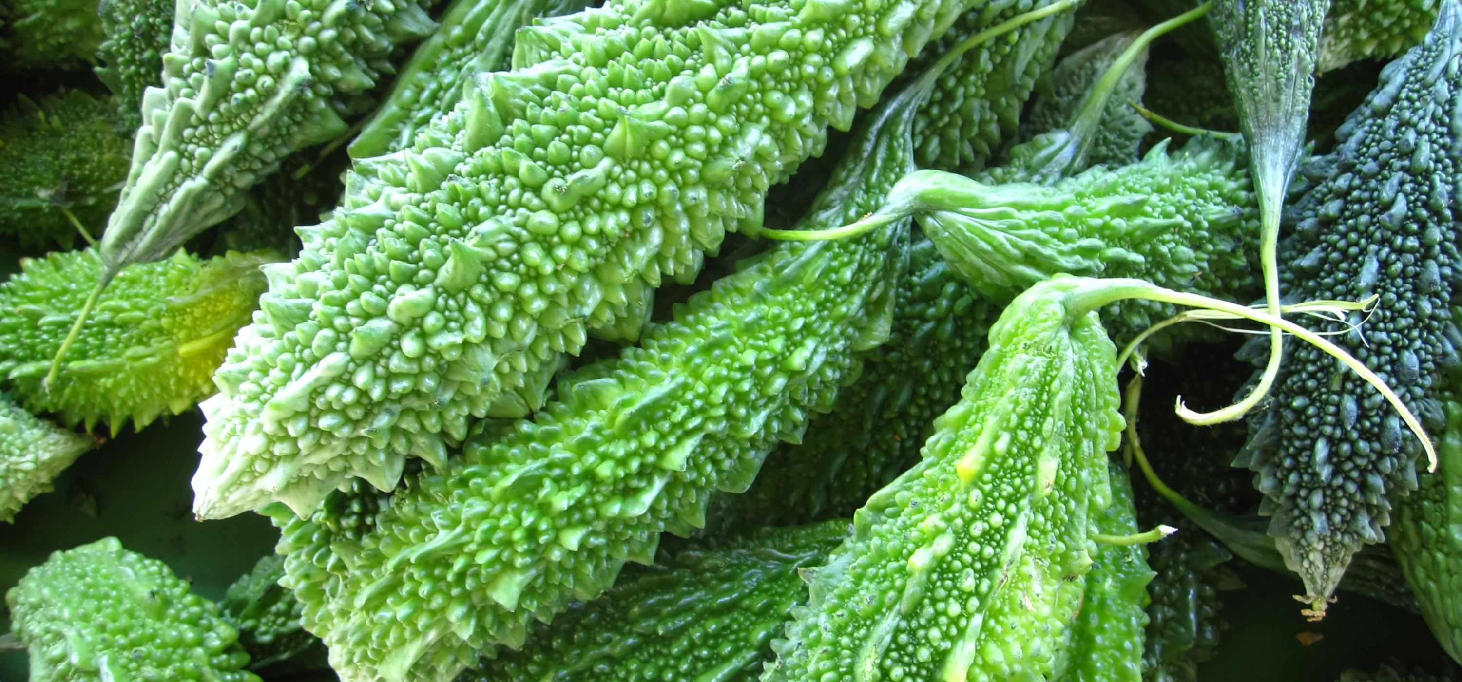 Indian Bitter Melon I – Copy