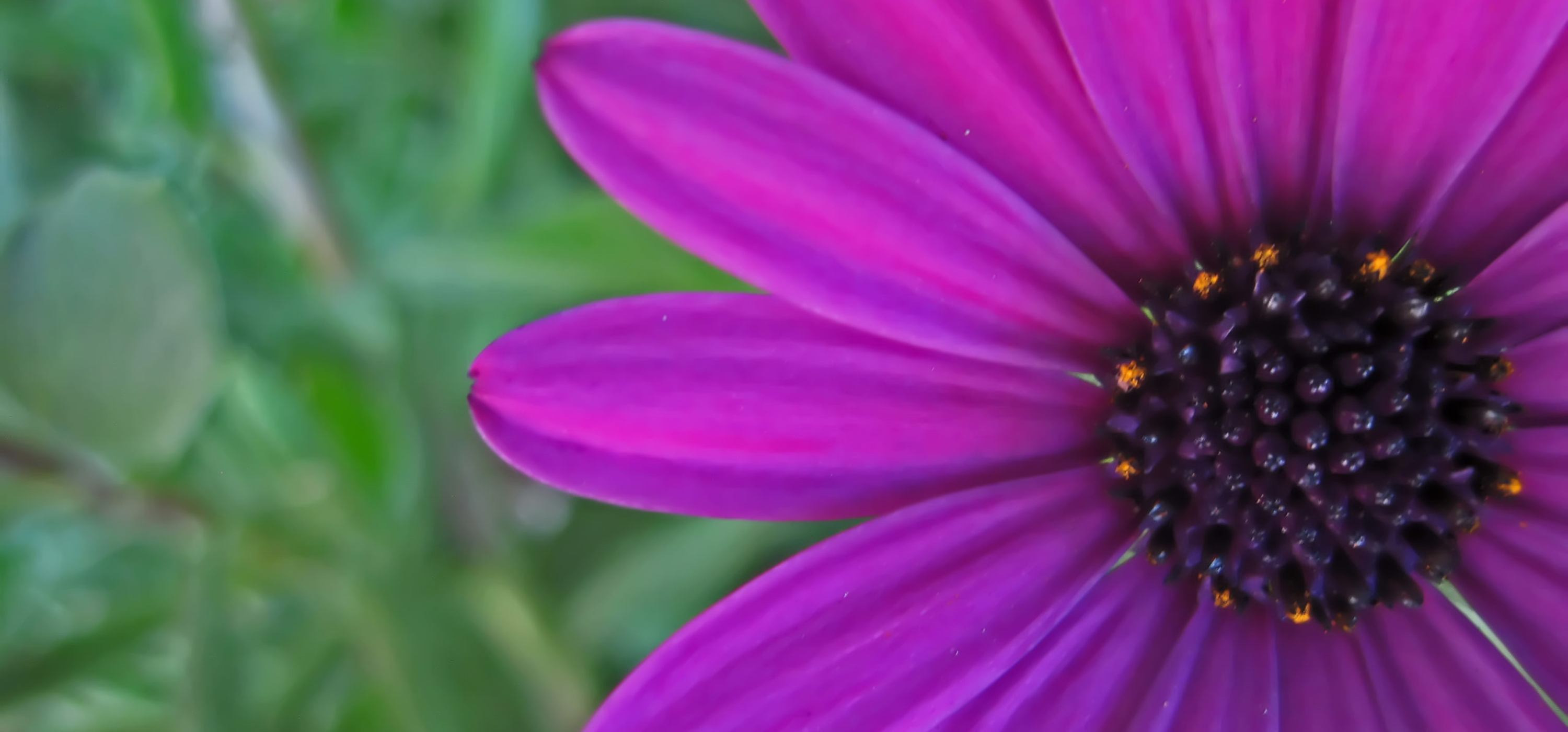Violet Sunflower I – Copy