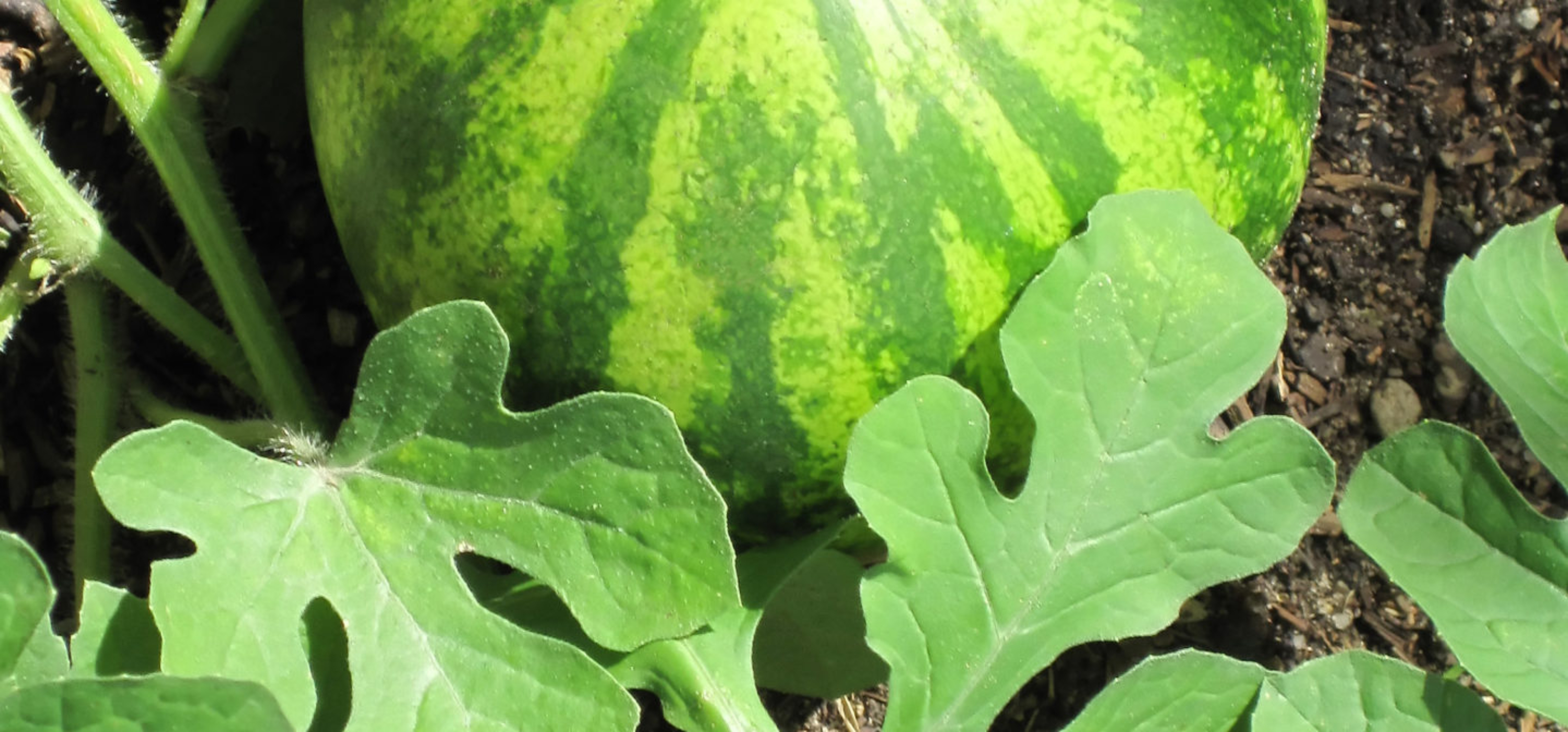 Watermelon II